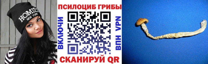 магазин продажи наркотиков  Новая Усмань  Галлюциногенные грибы прущие грибы 